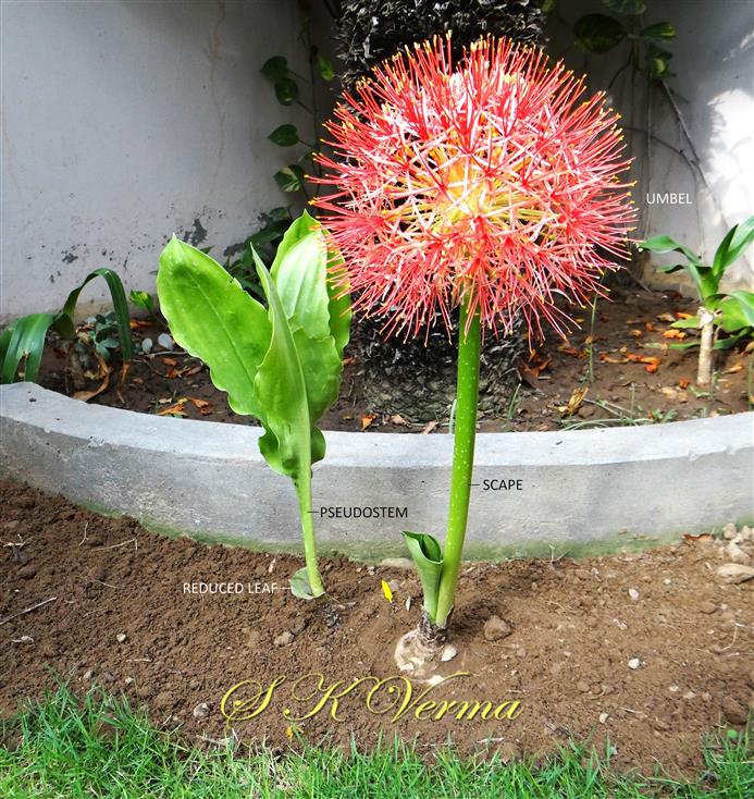  Plants